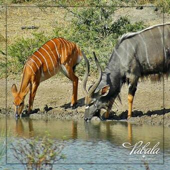 Agroturismo Pabala Game Farm