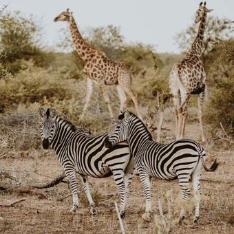 Lodge Misava Safari Camp - Klaserie Drift