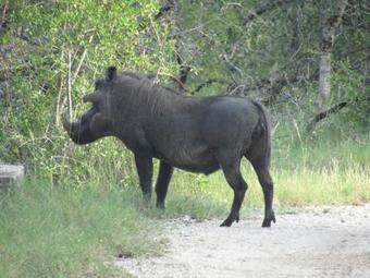 Tembe Elephant Park Lodge