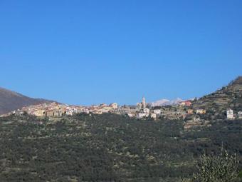 L'ulivo Di Sempre