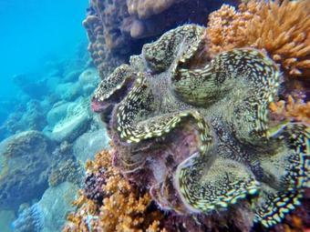 Hotel Perhentian Island Resort
