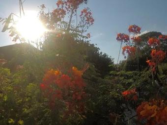 Asbn Magic Garden