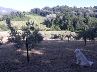 Agroturismo Agriturismo Valle D'ambrosia