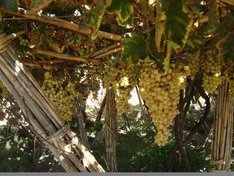 Hotel Jnane Tihihit