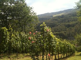 B&B Bosco Dei Cervi