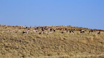 Corona Guest Farm