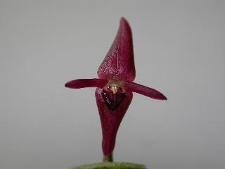 Hotel Bosque De Paz