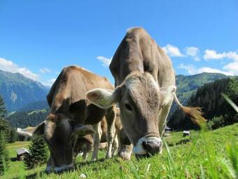Ver fotos