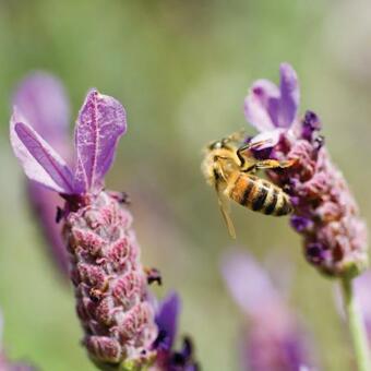 Hotel Minthis Resort