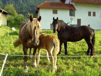 Apartamento Ferienwohnung Millonigg