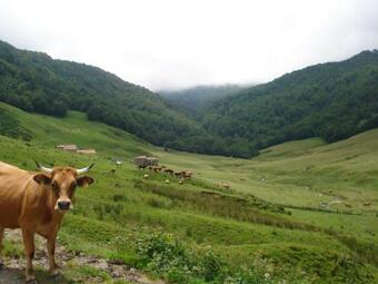 Casa Abedul