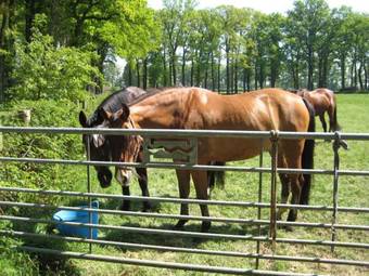 Bed & Breakfast Landgoedhoeve Vosbergen
