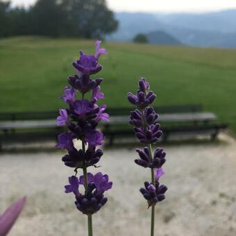 Bed & Breakfast Planinski Dom Na Kalu