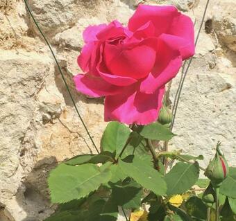 Ver fotos