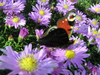 Agroturismo Natur-aktiv-hof Thiem