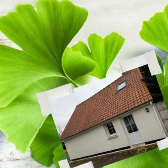 A L'ombre Du Ginkgo