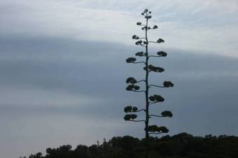 La Barraca