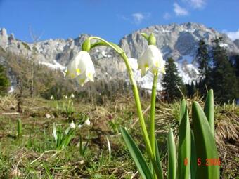 Hostal Holiday Chalet "alpine Dreams"