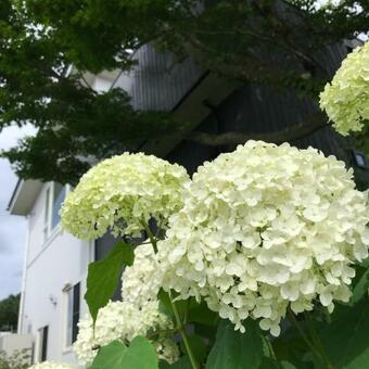 Sweet Villa Takasama - Vacation Stay 11775