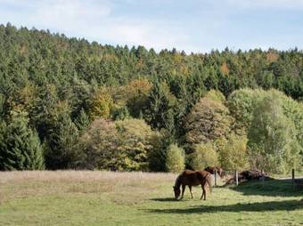 Apartamento Altes Forsthaus