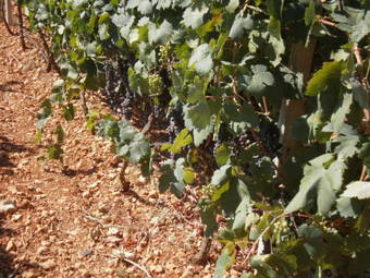 Agroturismo Masseria Nuova