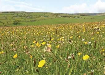Longnor Wood