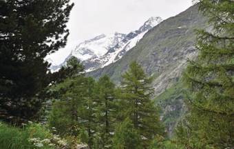Les Mouettes