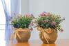 Hostal Apartments And Rooms Villa Javor