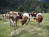 Agroturismo Caba�a Raices Del Monte