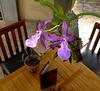 Bed & Breakfast Pura Vida Hotel