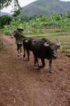 Mai Chau Family Homestay