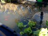 Ecog�te Les Papillons Des Sucs
