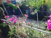Hotel Sol House Dalat Homestay