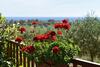 Agroturismo Barn�a - Agriturismo