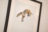 Apartamentos Fox Den