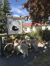 Hostal Tailor Made Tekapo Accommodation - Guesthouse & Hostel