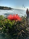 Ess�ncia Do Mar