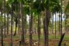Apartamento Chalet Saffron Goa