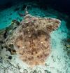 Hotel Raja Ampat Biodiversity Nature Resort