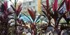 Most Convenient 2 Br Apartment In Central Anjuna