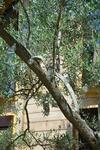 Apartamento Olea Cottage