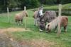 Agroturismo Highgarry Cottage