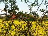 Ferienhaus Inge