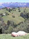 Lodge Casa Claudiu