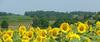 Bed & Breakfast Ancien Haras de La Tour