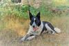 Agroturismo Loire Valley Llama Farm Stay