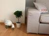 Buxbuddies Sailors Inn Apartment