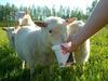 Nestorinranta Bed & Breakfast