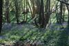 Apartamento Bluebells