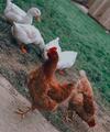 Apartamento Bluebells